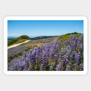 Lupine blooming on the hills Sticker